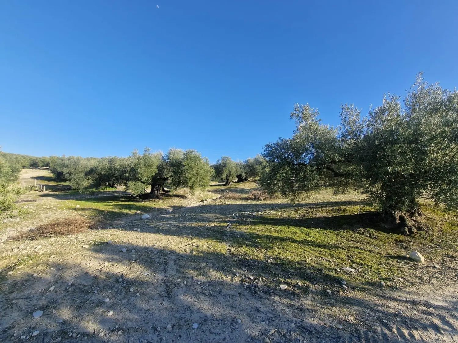 till salu hus Buenavista Campiña Sur 2