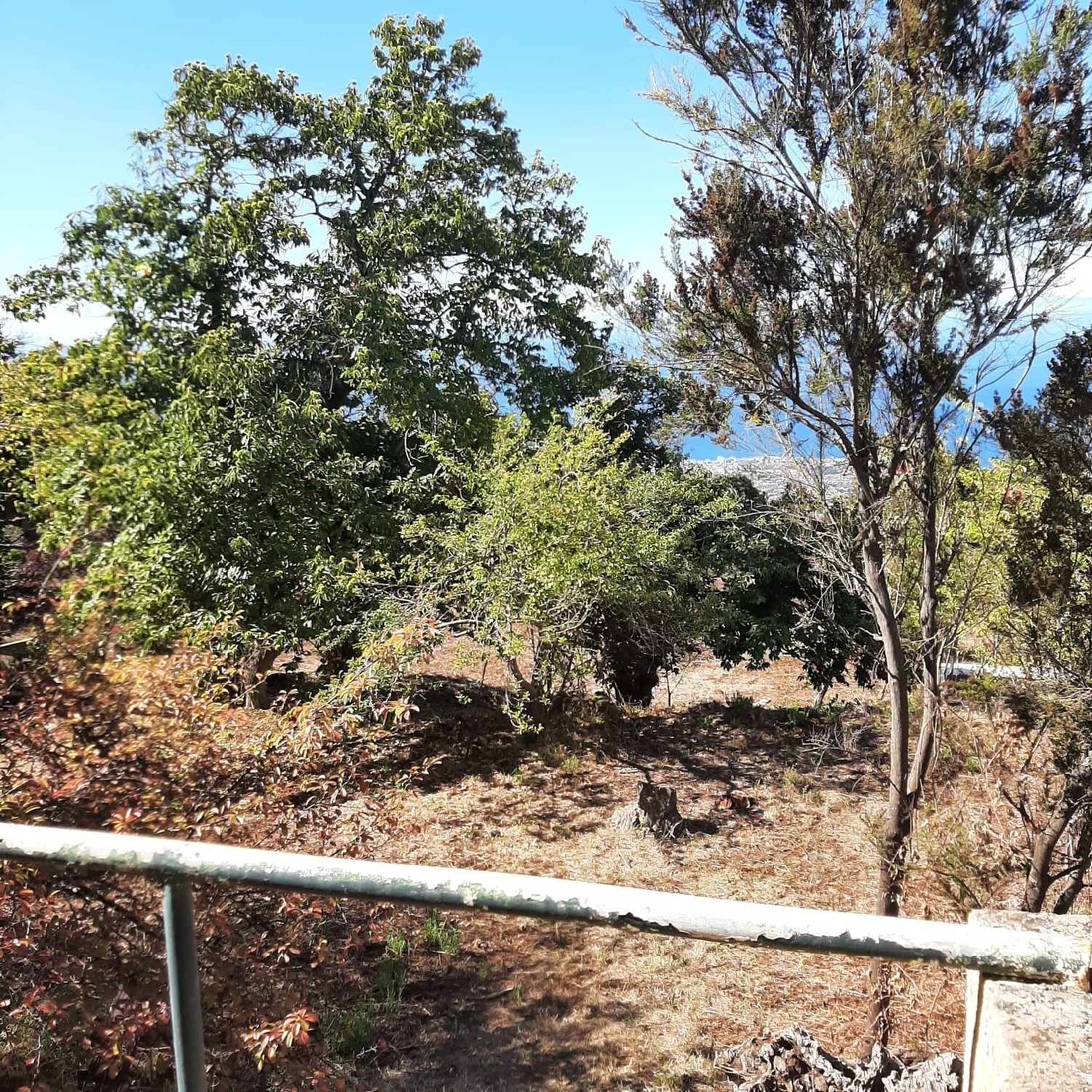  till salu hus Pinoleris Zona Norte 5