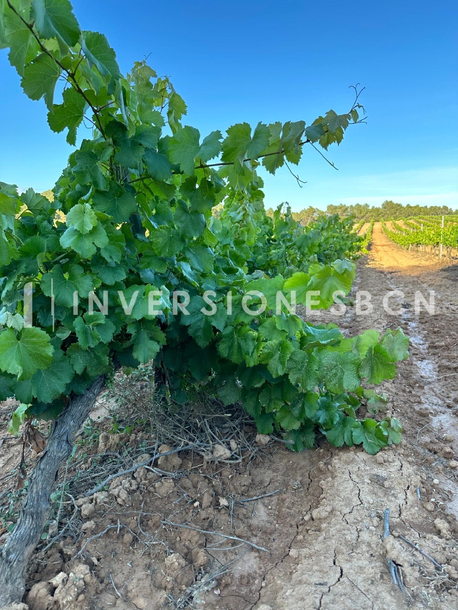  till salu hus Poblet Conca De Barberà 1
