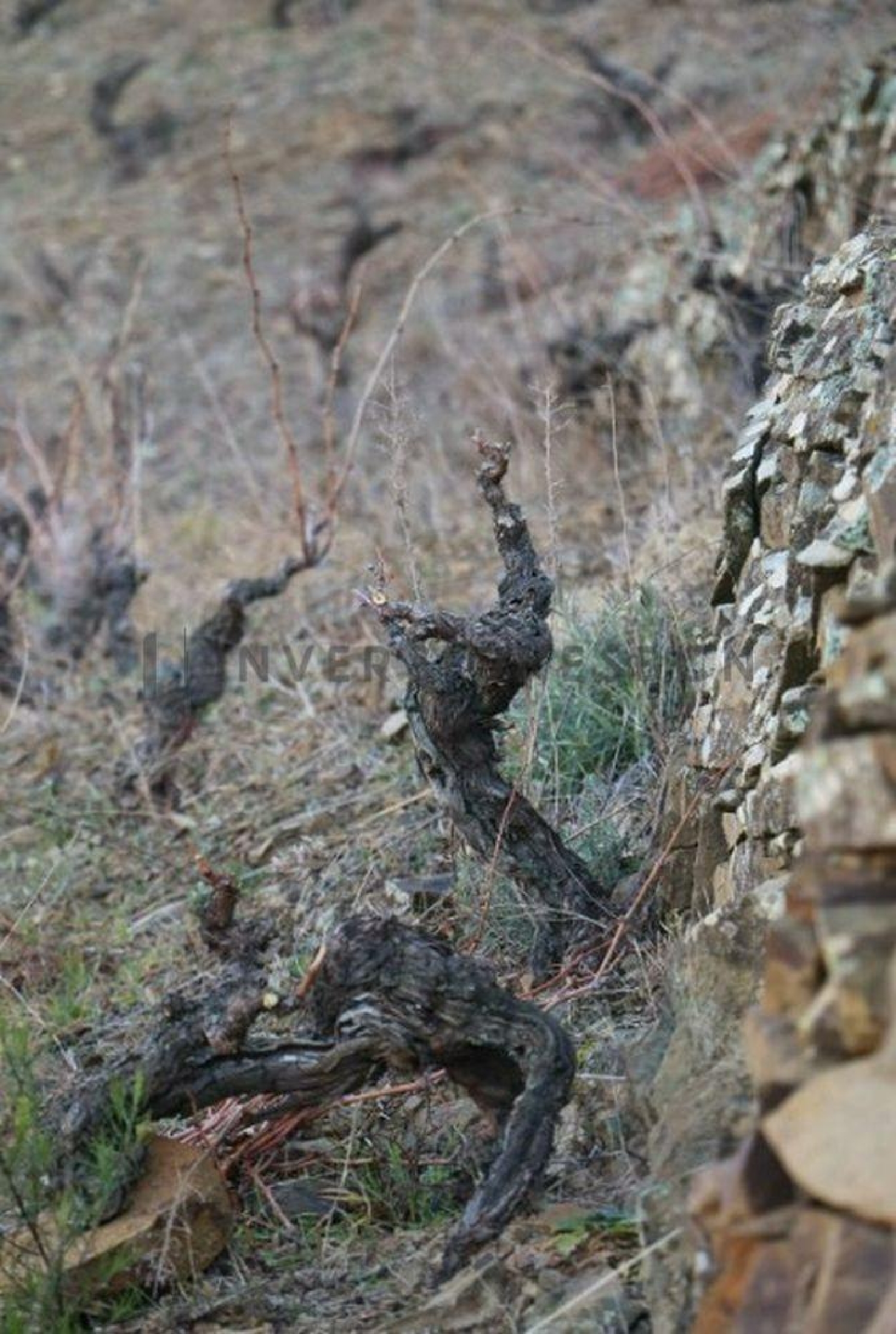  till salu hus Poboleda Priorat 5