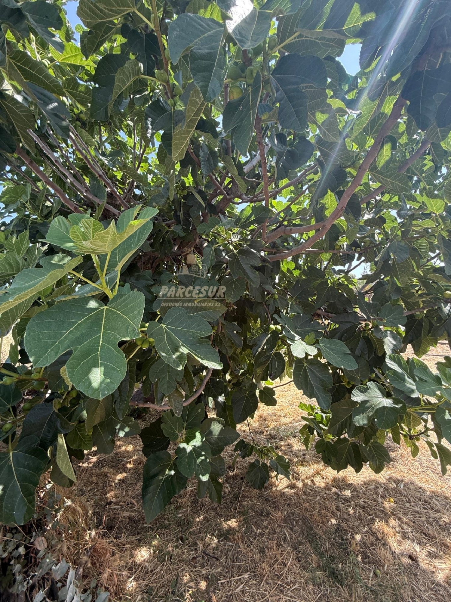  till salu hus Veredón De Los Pinos Córdoba 7
