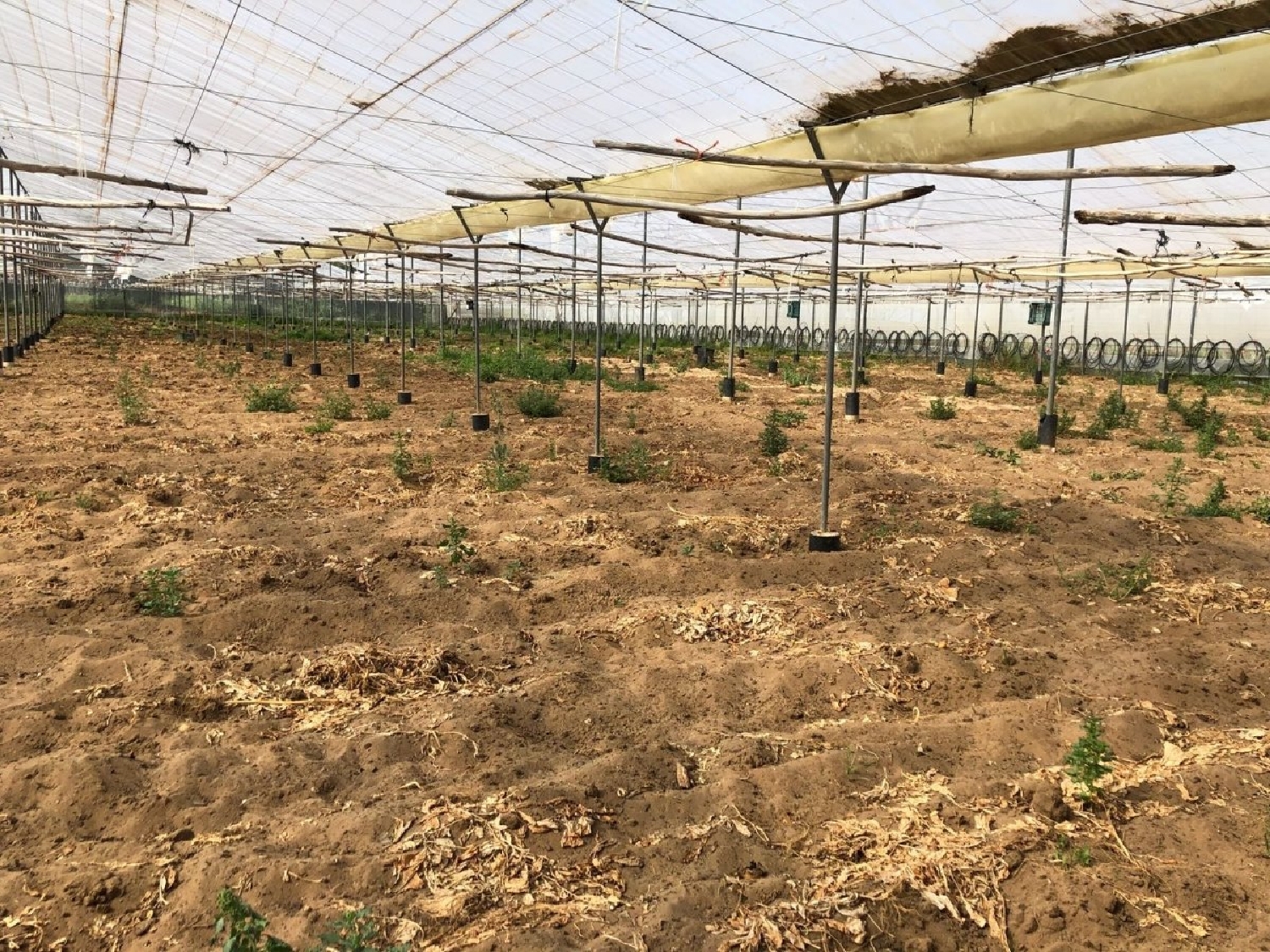  till salu tomt Vejer De La Frontera Janda (La) 7