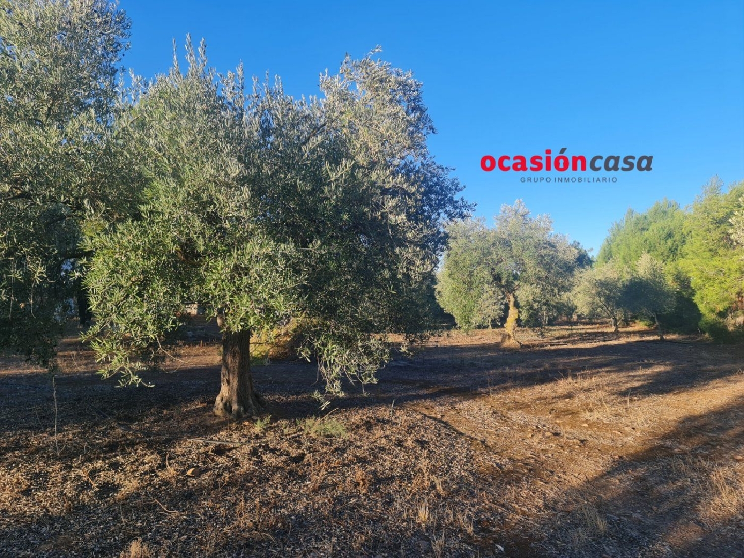  for sale plot Moroqui Córdoba 5