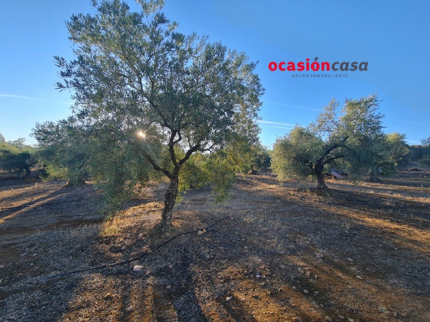  for sale plot Moroqui Córdoba 6