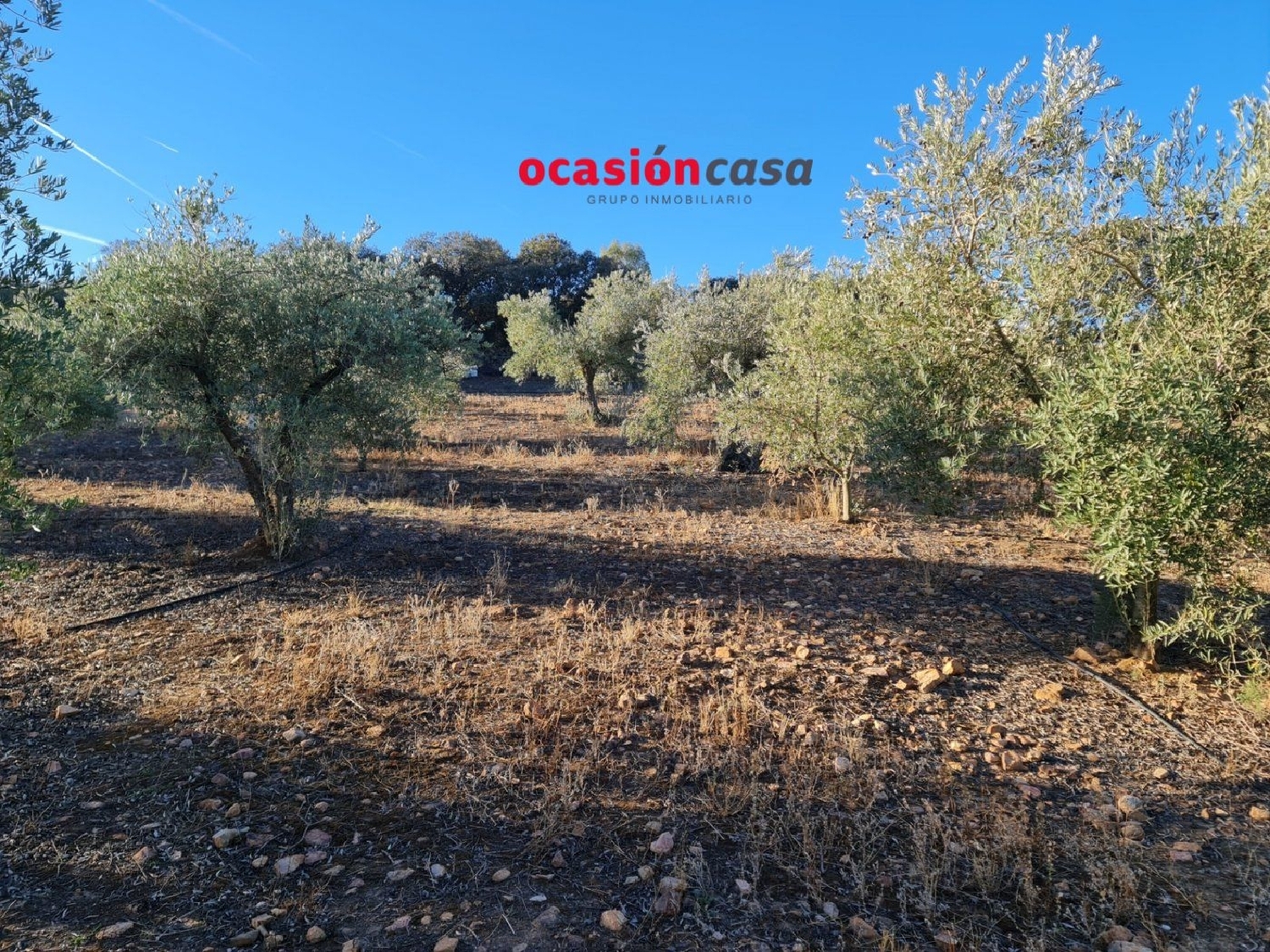  for sale plot Moroqui Córdoba 8