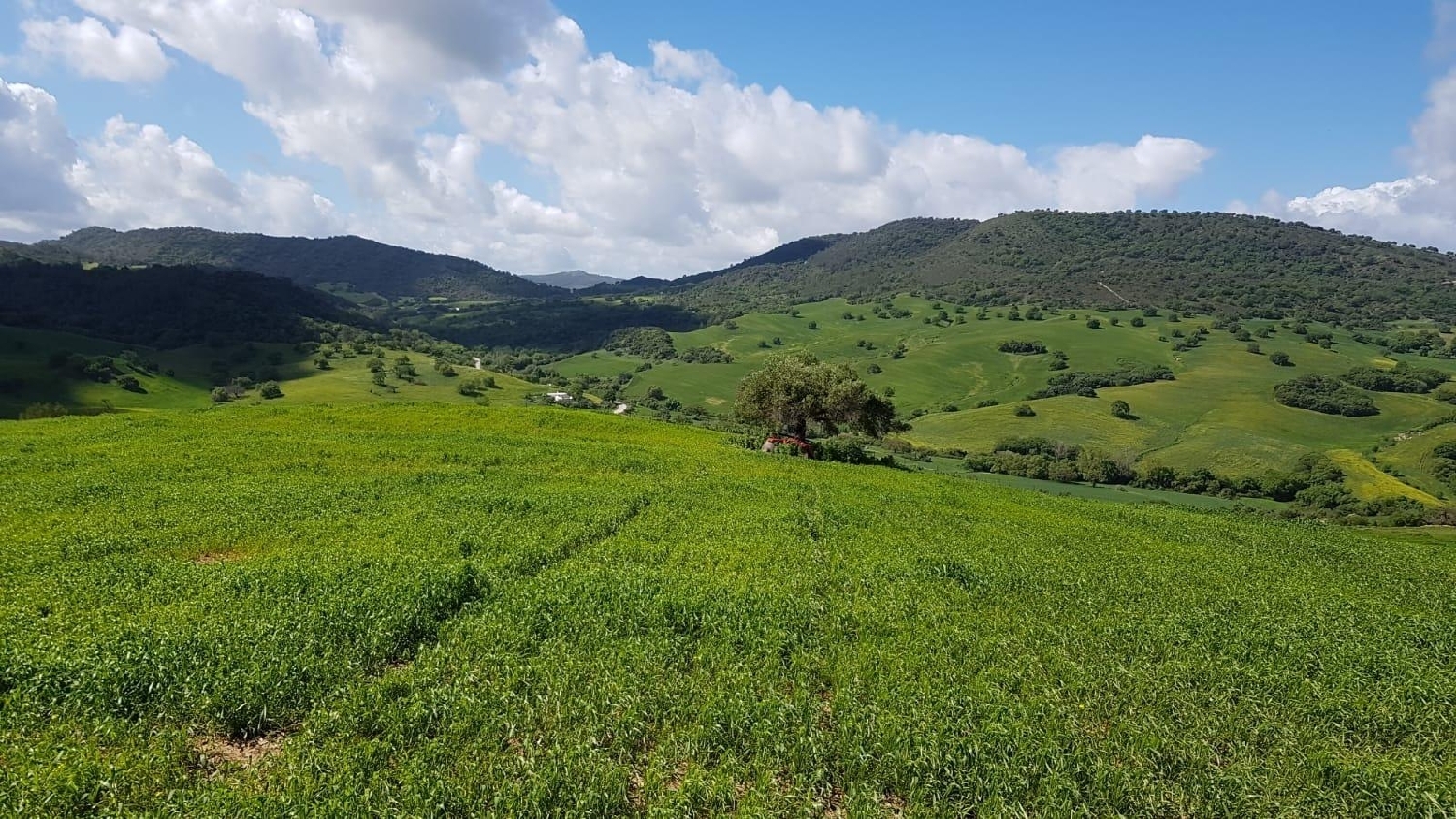  for sale plot Carteya-Guadarranque Campo De Gibraltar 3