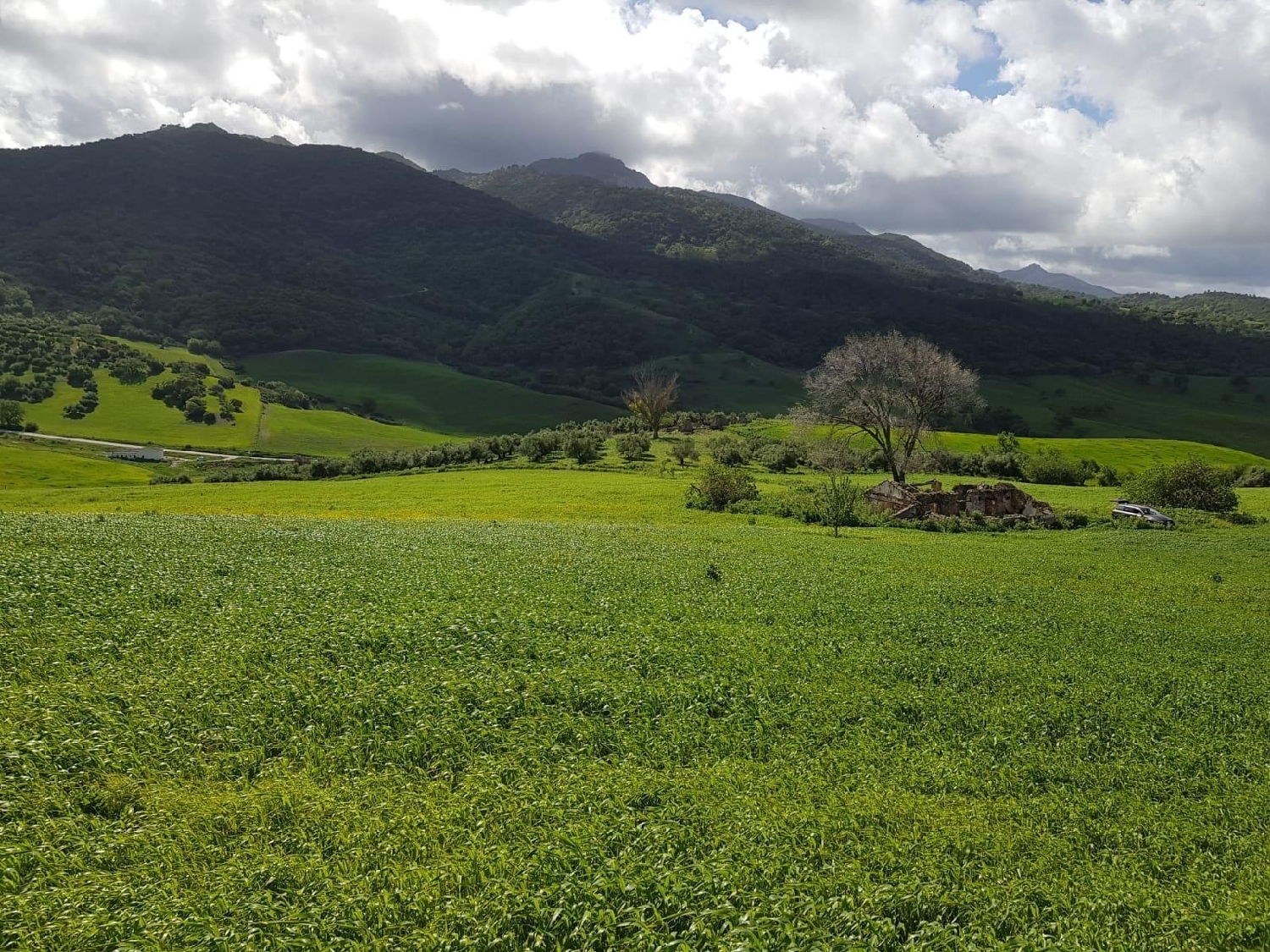  for sale plot Carteya-Guadarranque Campo De Gibraltar 2