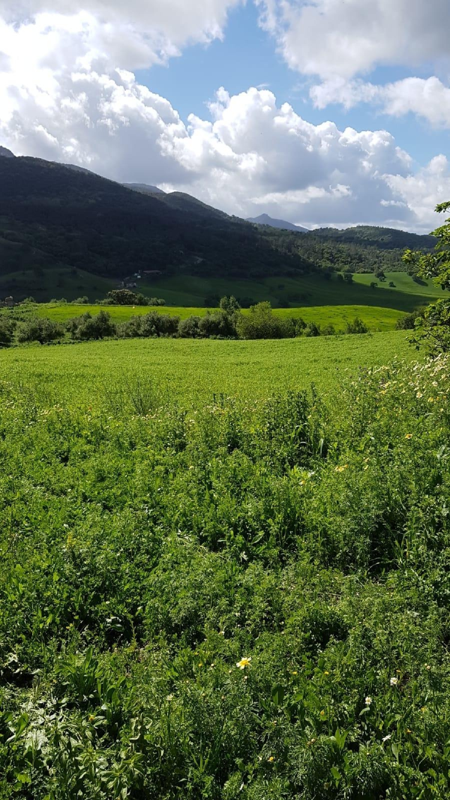  for sale plot Carteya-Guadarranque Campo De Gibraltar 8