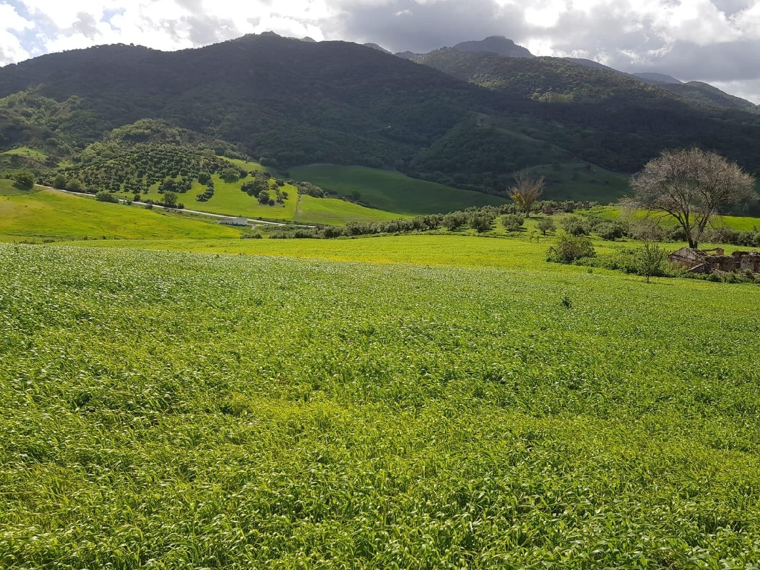  for sale plot Carteya-Guadarranque Campo De Gibraltar 1