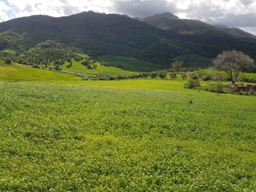 Alcalá De Los Gazules Janda (La) tomt foto 6252767