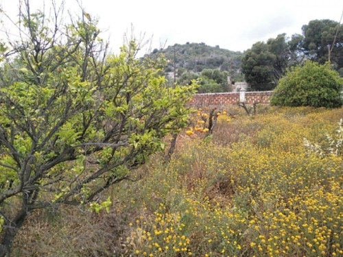 Alcanar-Platja Montsià tomt foto 6240966