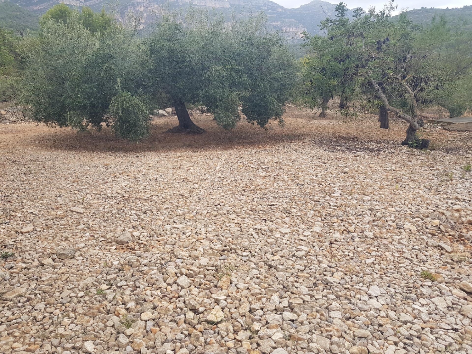  for sale plot La Selleta Montsià 1
