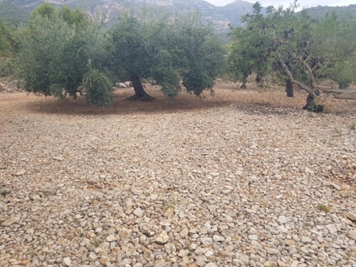 Alcanar-Platja Montsià tomt foto 6241001