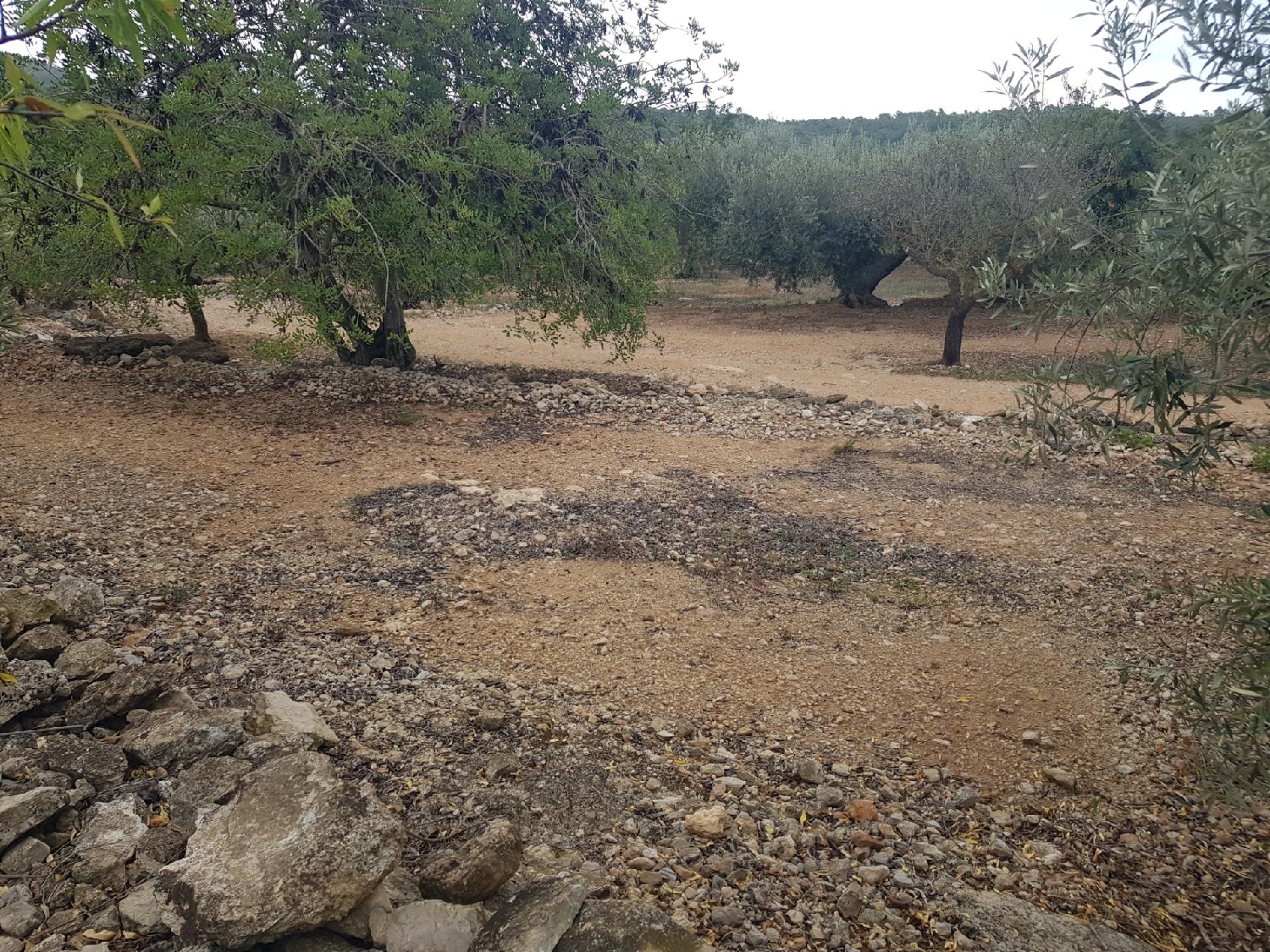  for sale plot La Selleta Montsià 5
