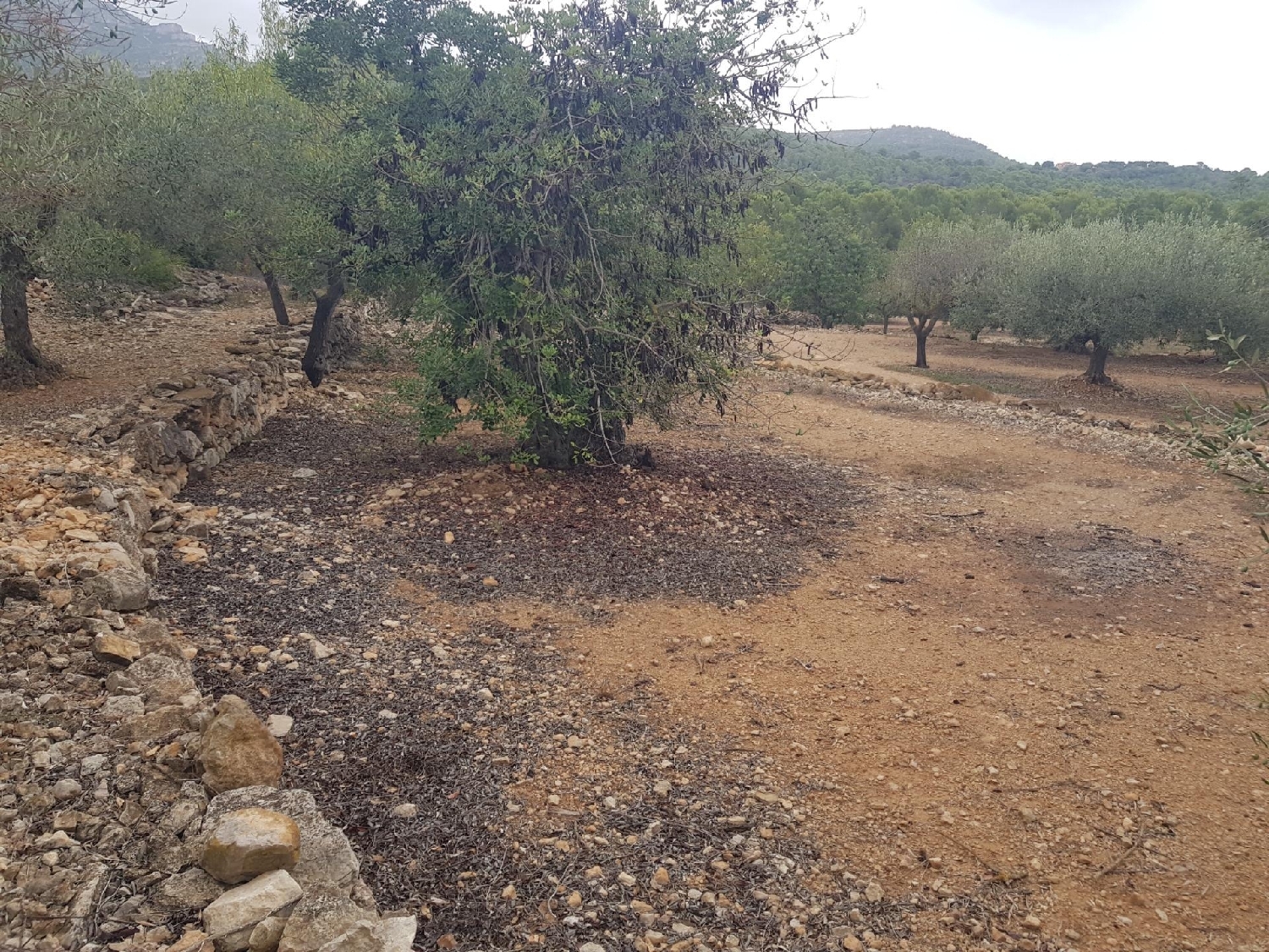for sale plot La Selleta Montsià 3