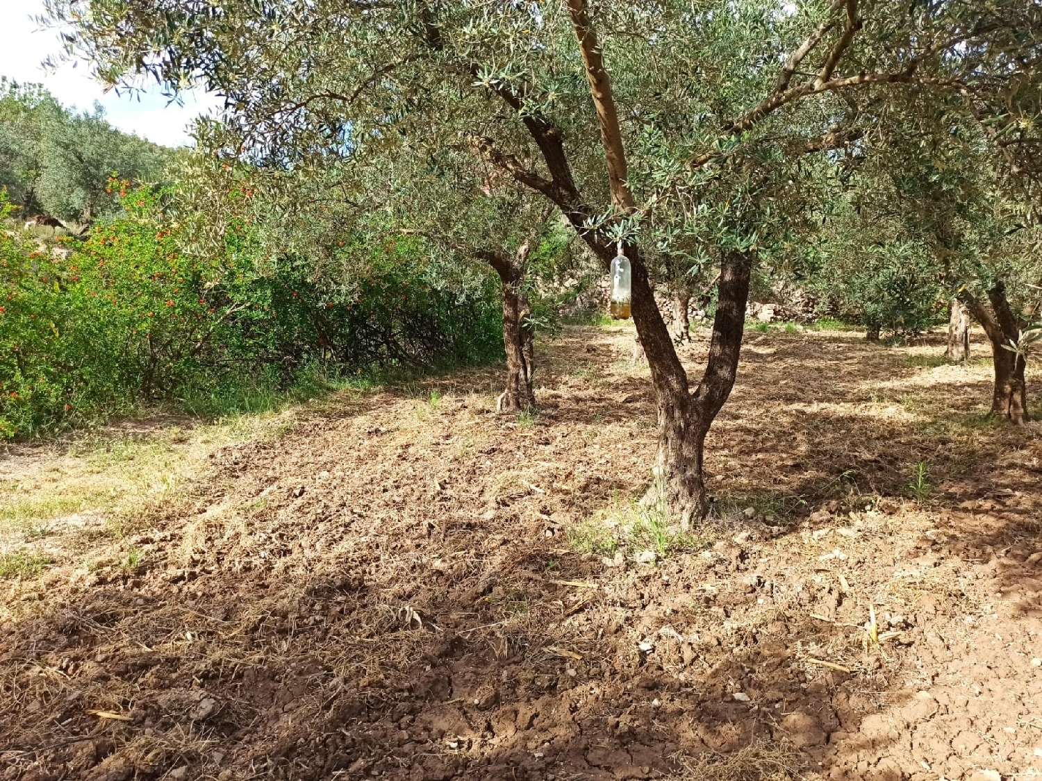  till salu tomt Alcolea Del Río Vega Del Guadalquivir 6