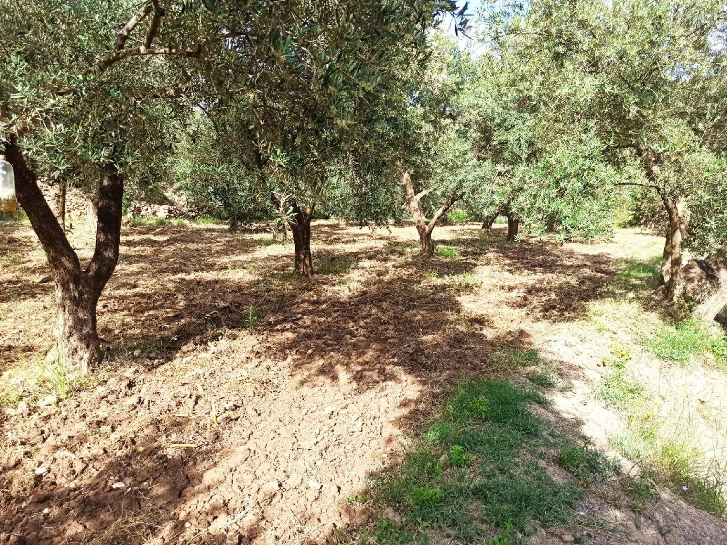  till salu tomt Alcolea Del Río Vega Del Guadalquivir 7