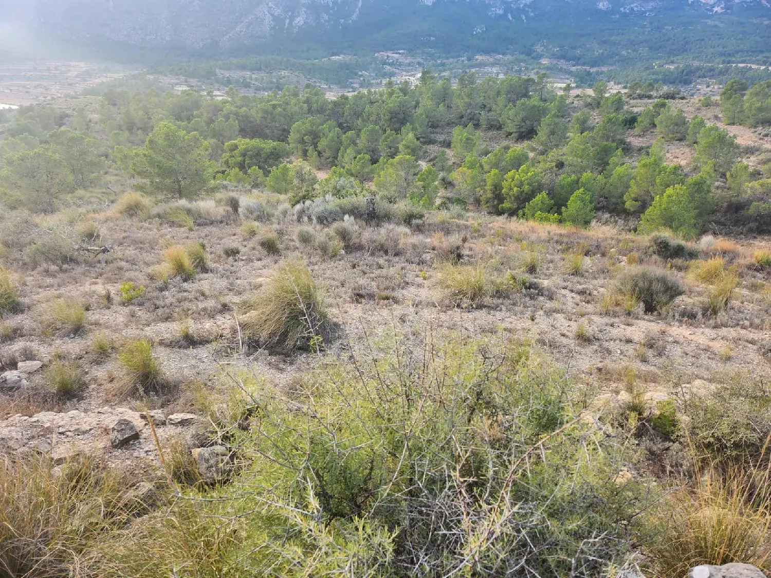 till salu tomt La Romana Vinalopó Mitjà 2