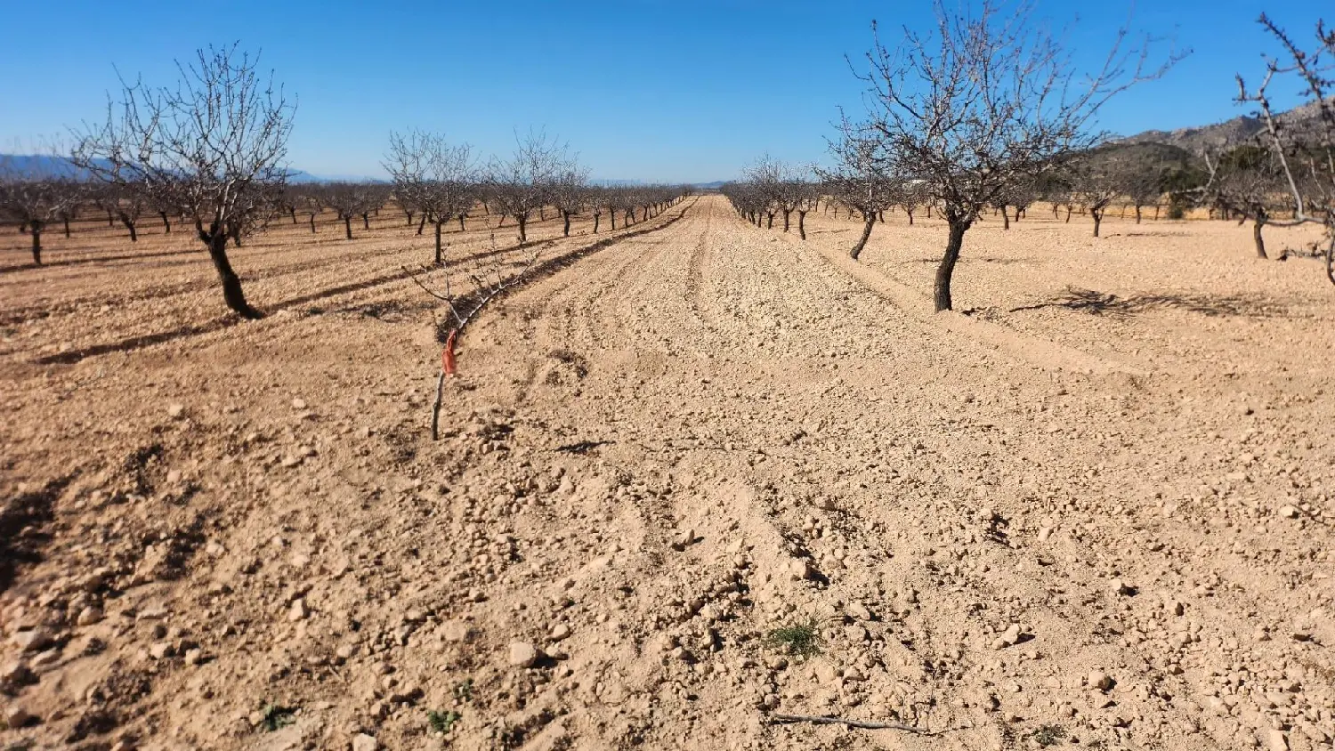 till salu tomt La Romana Vinalopó Mitjà 5