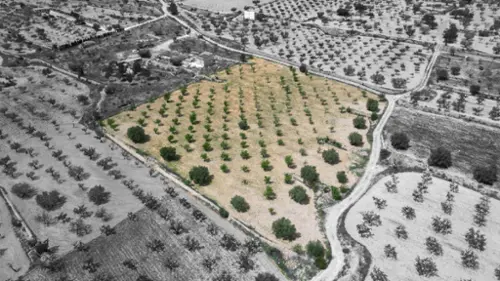 La Romana Vinalopó Mitjà tomt foto 6177694