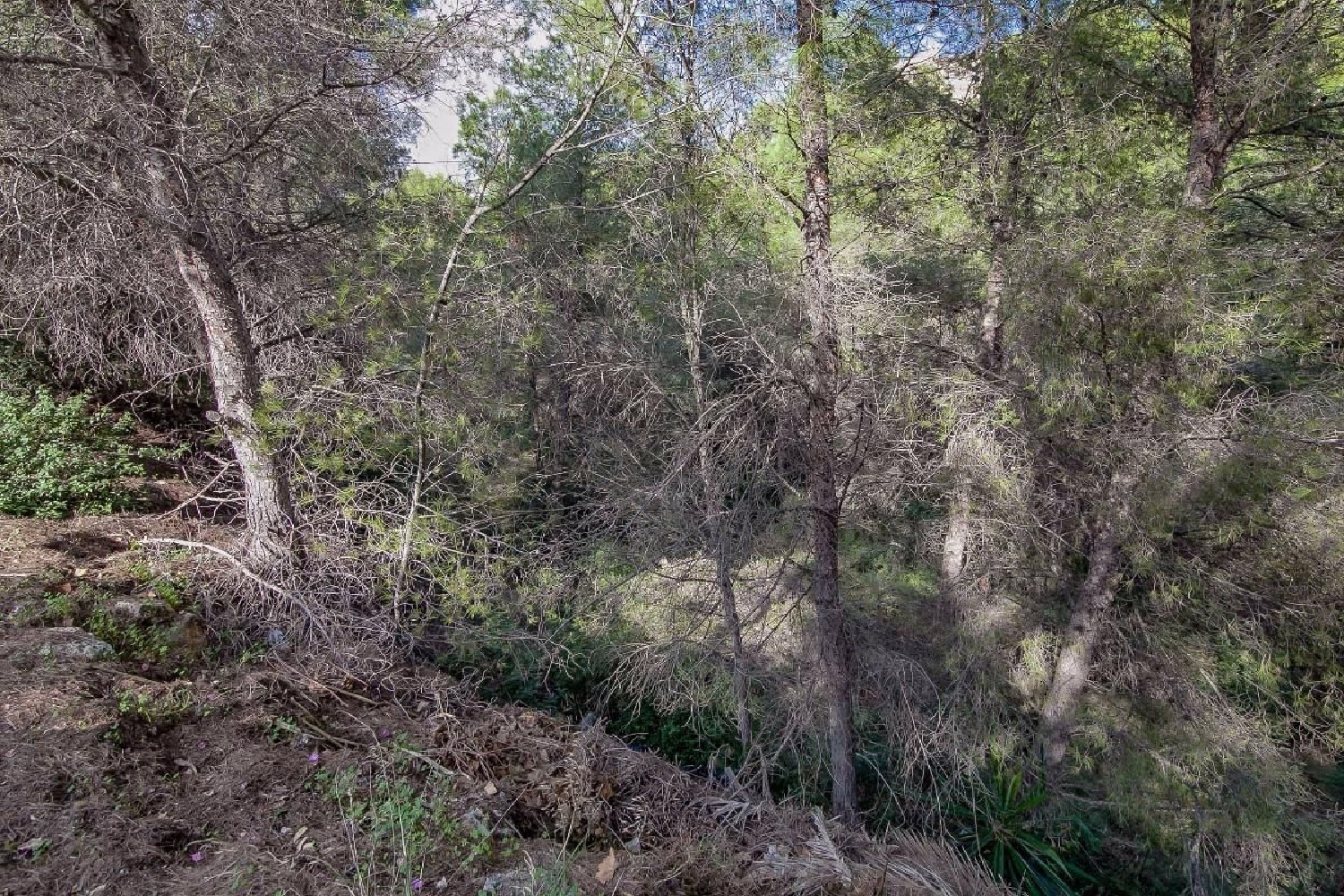  till salu tomt Algueña Vinalopó Mitjà 1