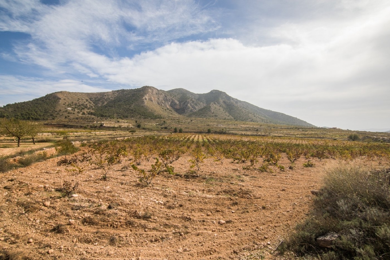 for sale plot Bayón Vinalopó Mitjà 8