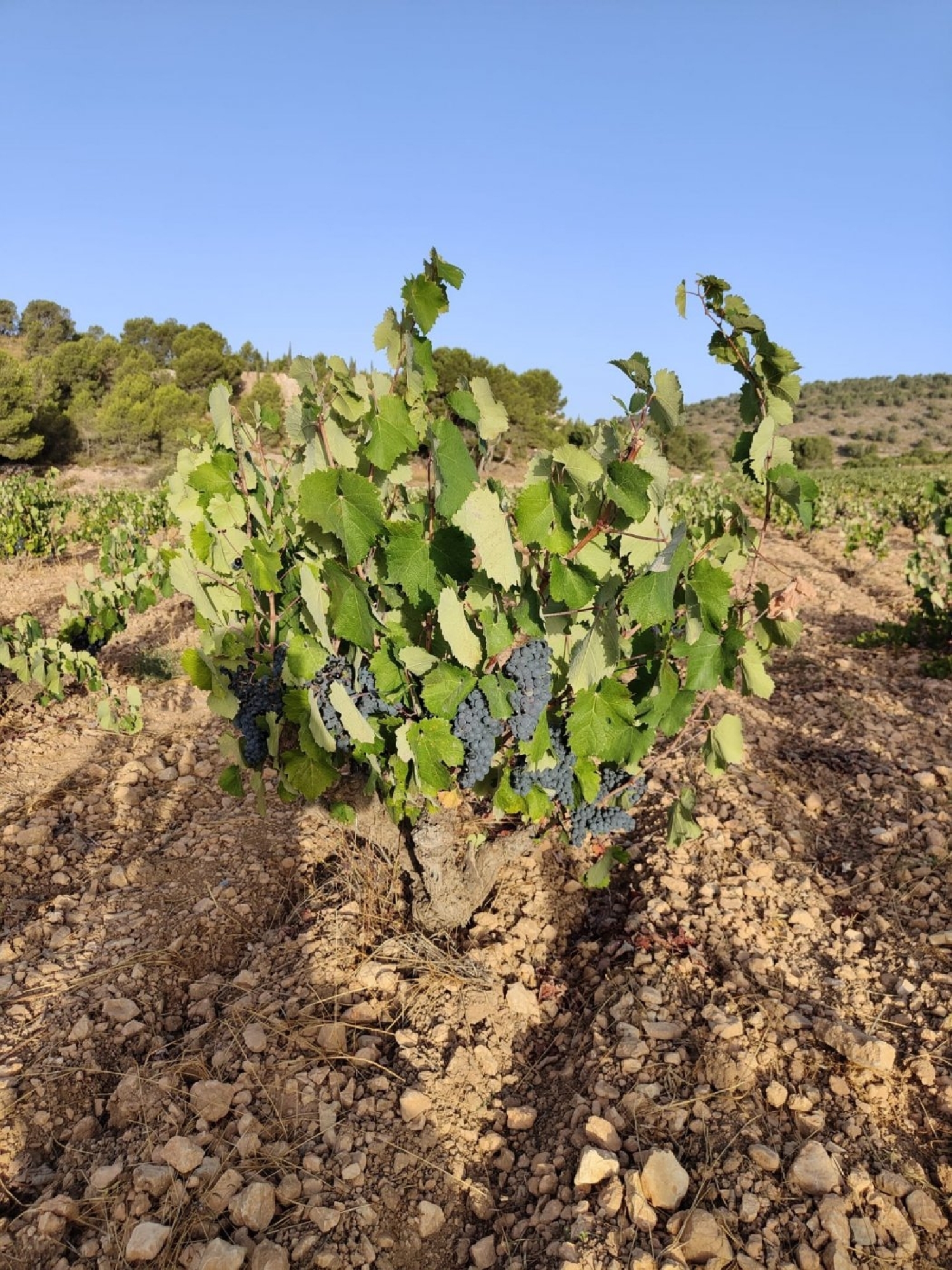  for sale plot Bayón Vinalopó Mitjà 2