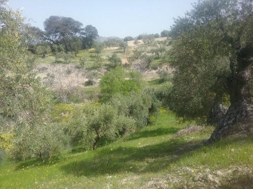 Alquería Del Fargue Vega De Granada tomt foto 6238464