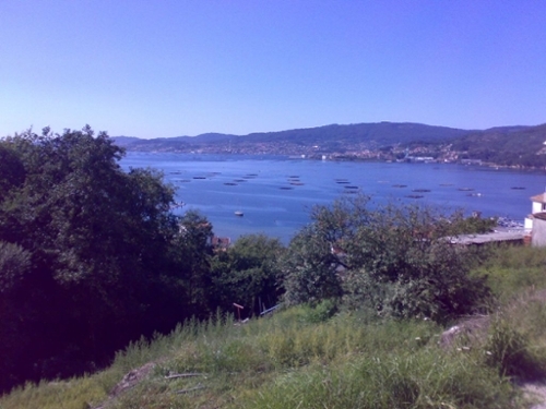 Angoren Vigo tomt foto 6241267