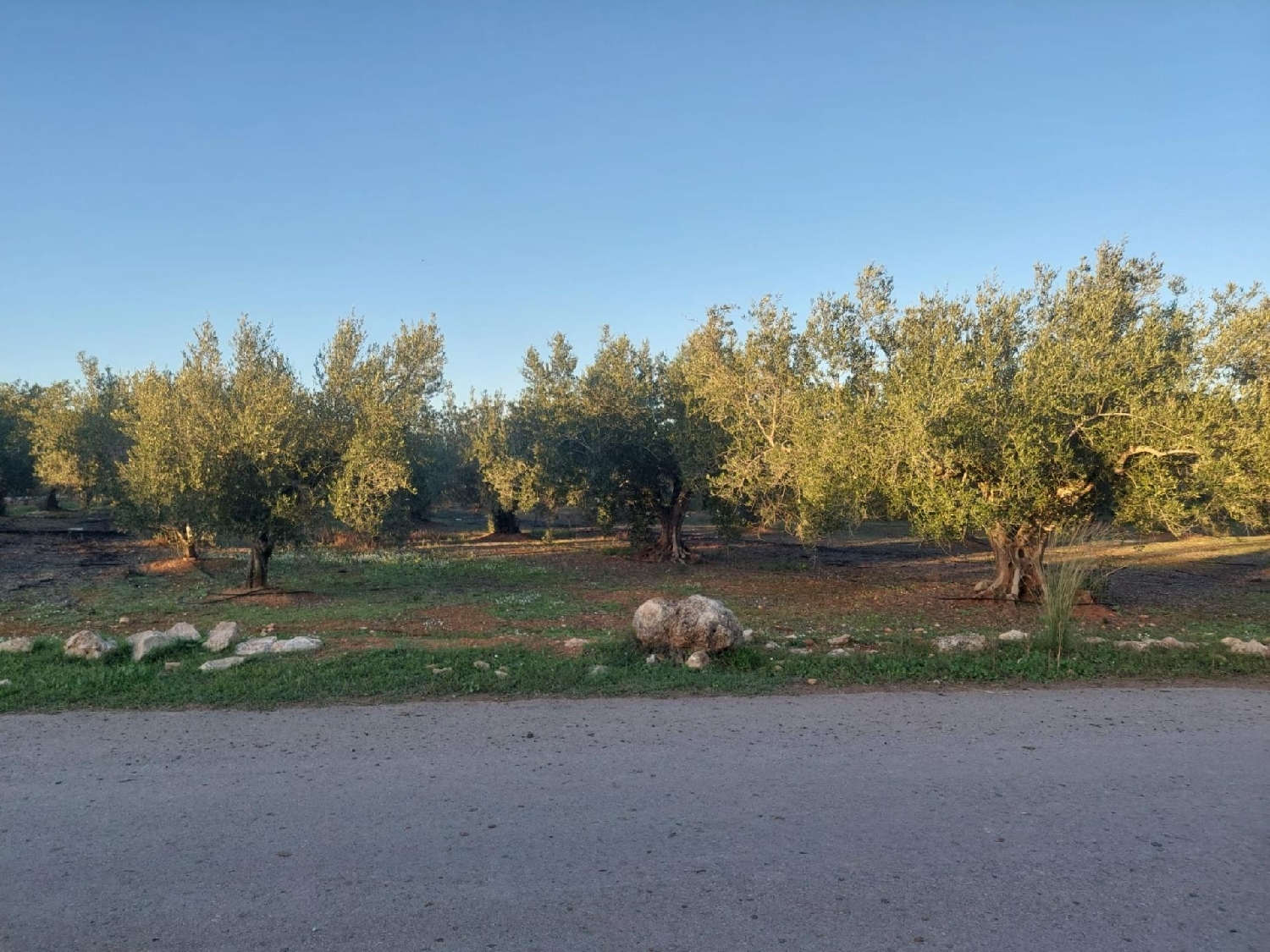  till salu tomt Anna Canal De Navarrés 4