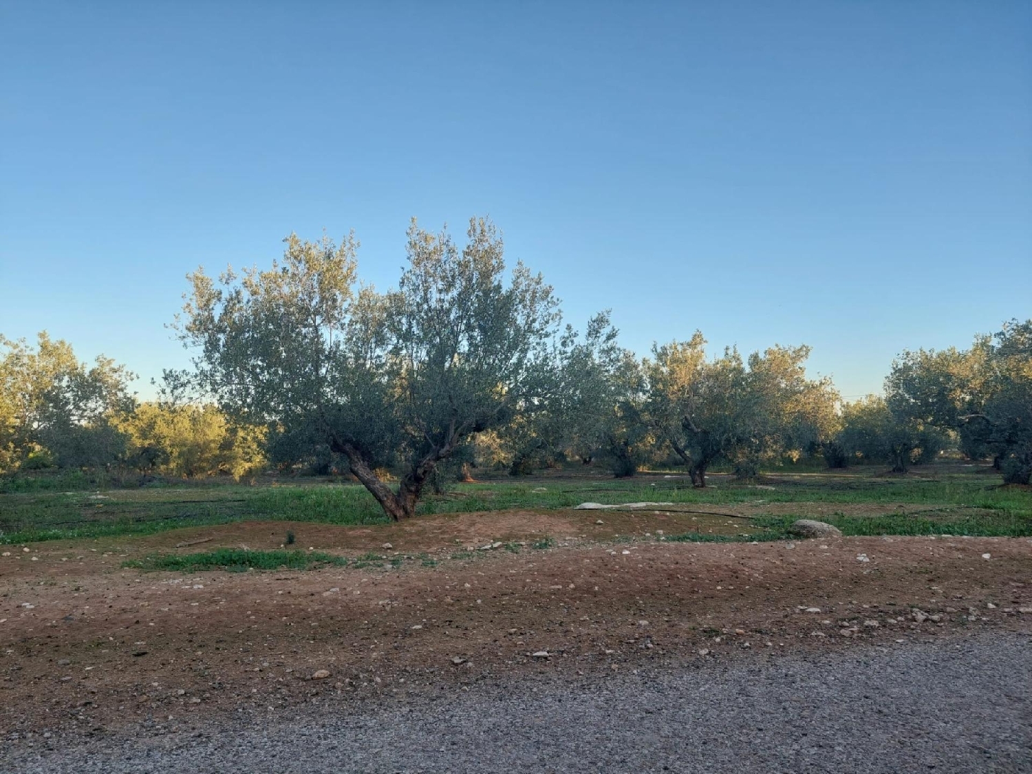 till salu tomt Anna Canal De Navarrés 3