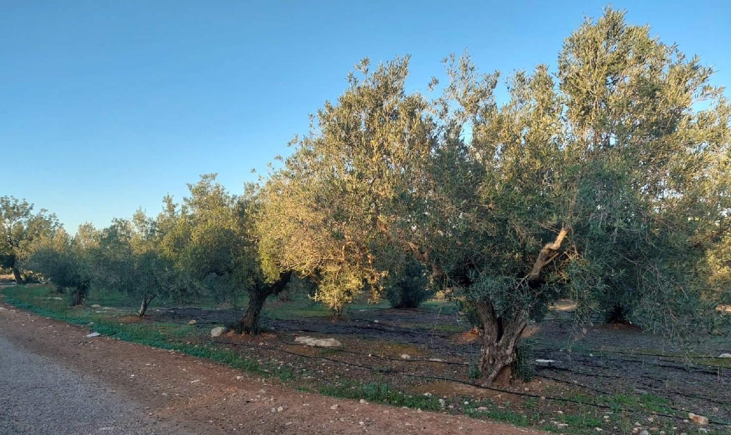  till salu tomt Anna Canal De Navarrés 5