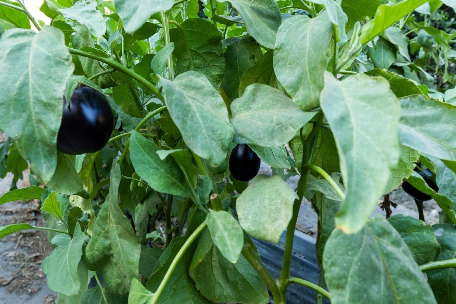  till salu tomt Isidoros Huéscar 8