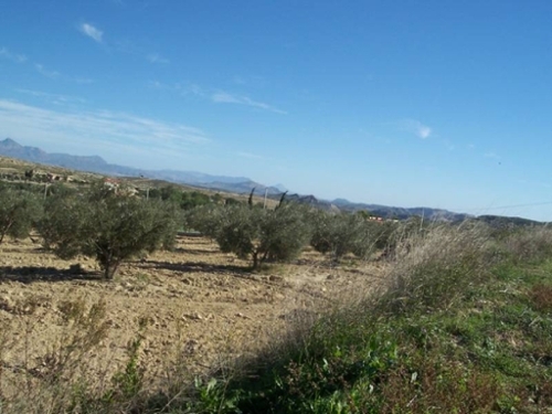 Aspe Vinalopó Mitjà tomt foto 6226704