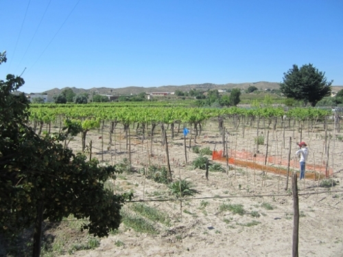 Aspe Vinalopó Mitjà tomt foto 6226773