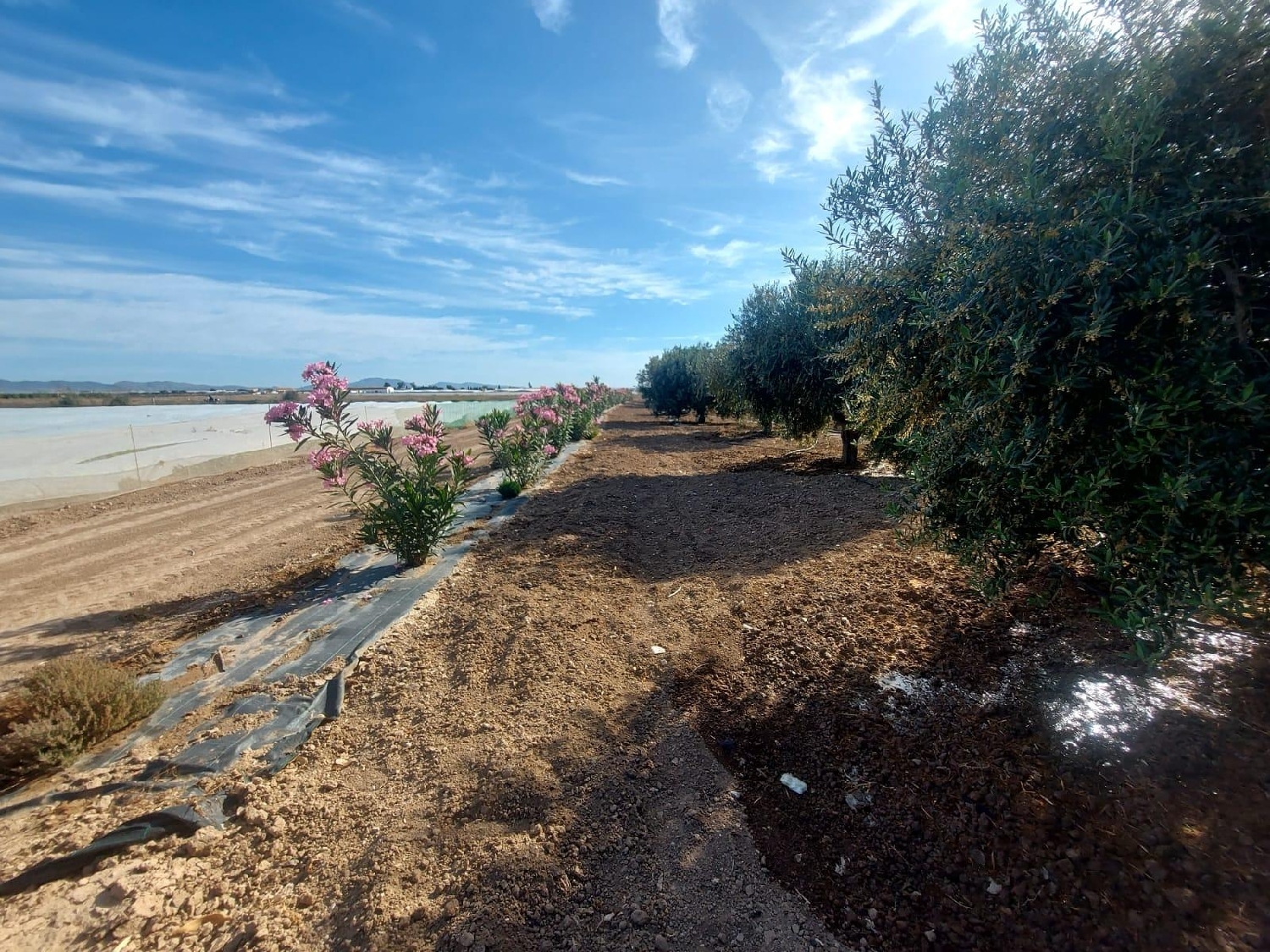  till salu tomt Balsapintada Campo De Cartagena 4