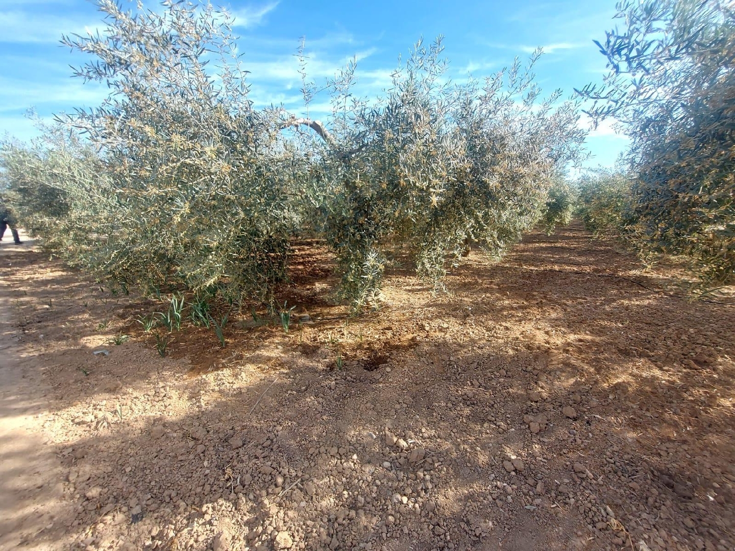 till salu tomt Balsapintada Campo De Cartagena 2