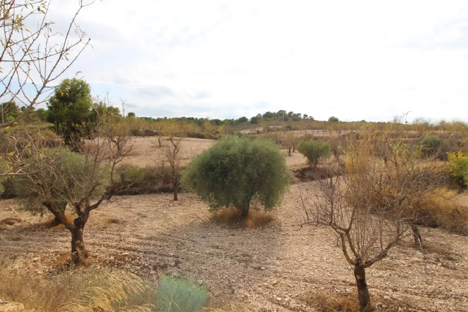 till salu tomt Barbarroja Baix Segura 2