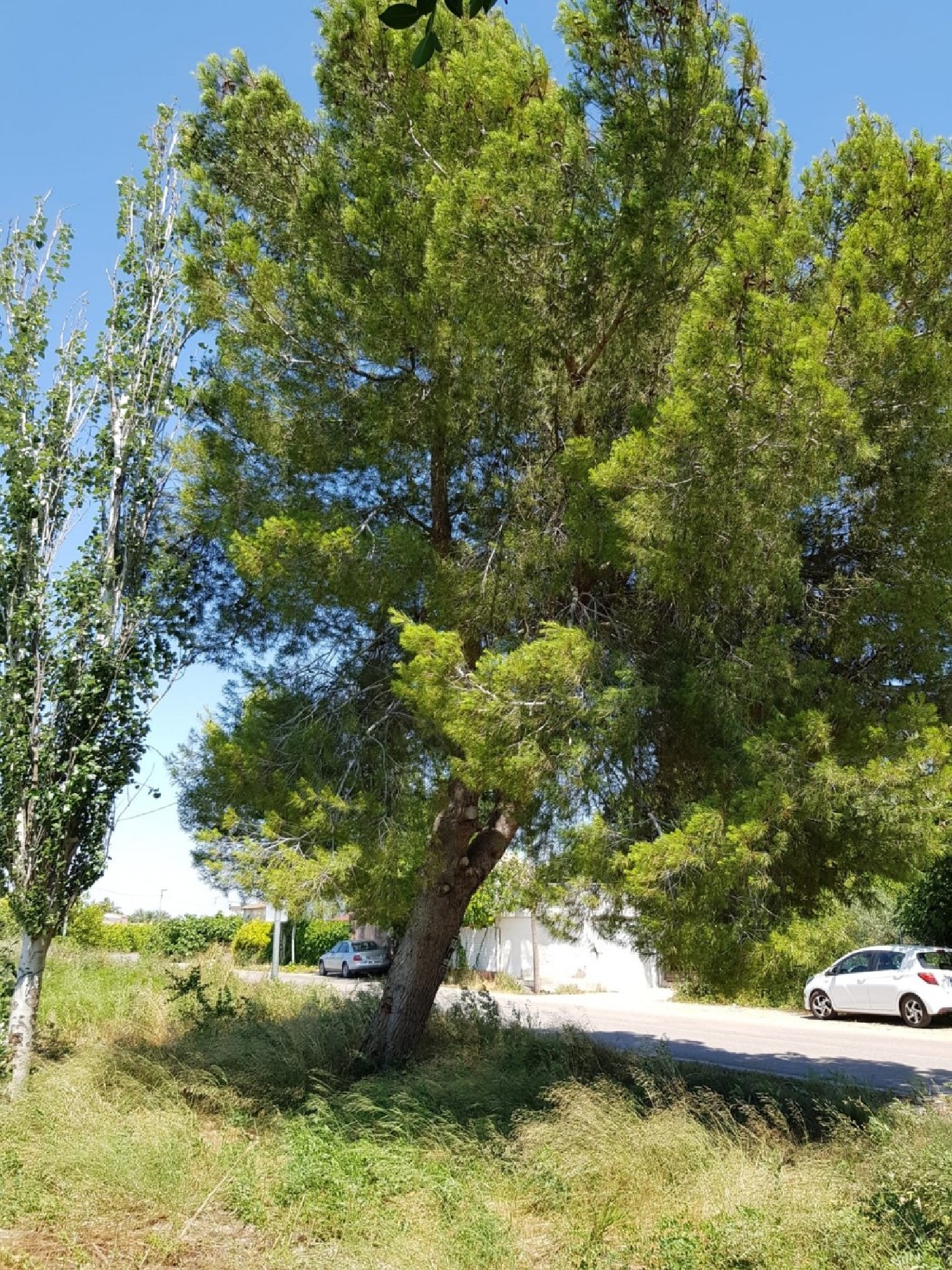 till salu tomt Barrio De La Victoria Huerta De Murcia 3