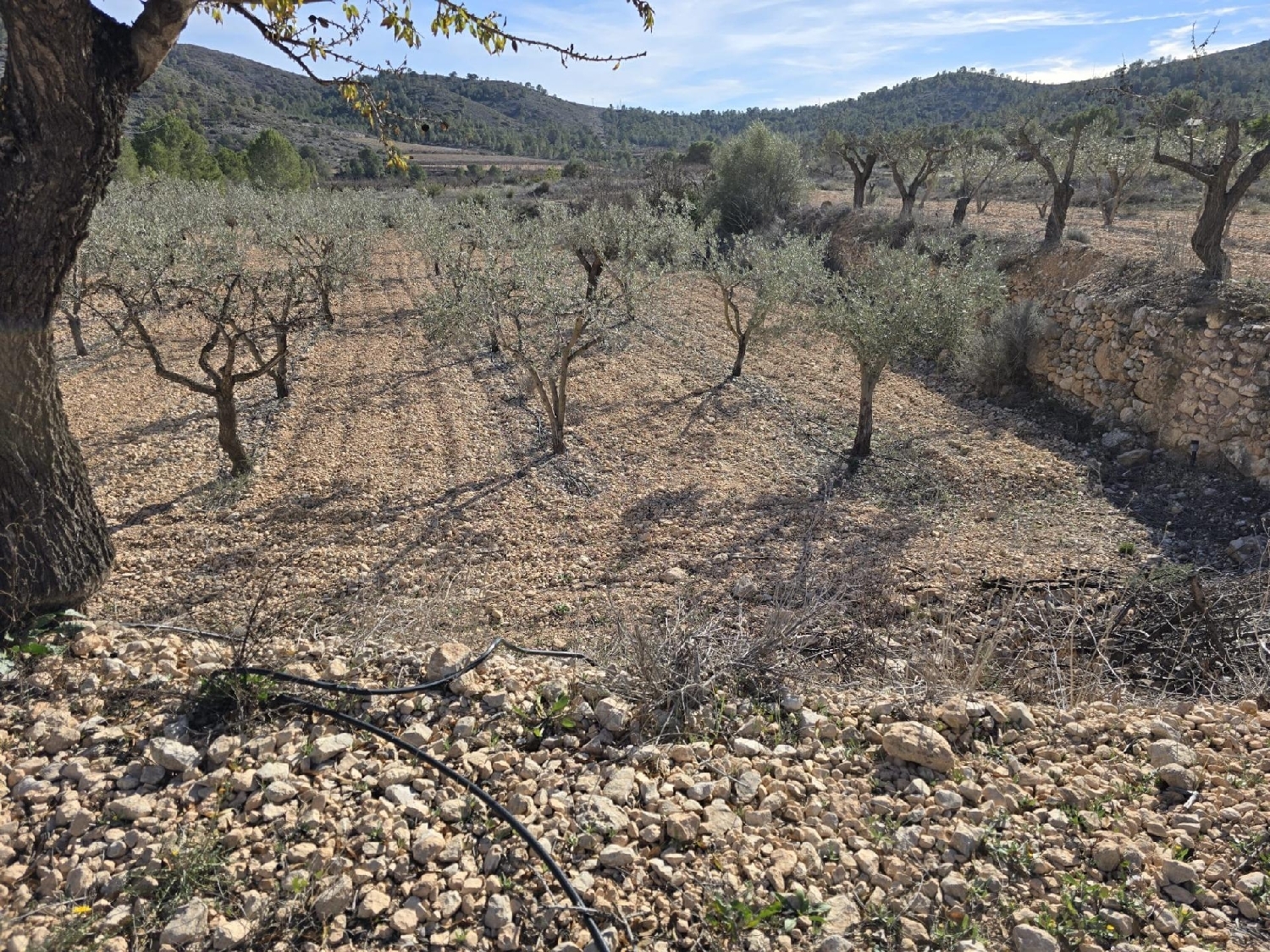  till salu tomt El Rebalso Vinalopó Mitjà 4