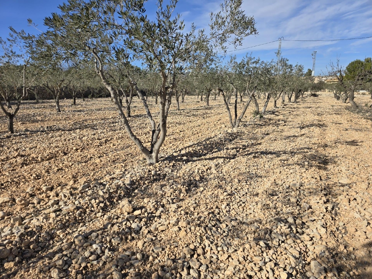 till salu tomt El Rebalso Vinalopó Mitjà 5