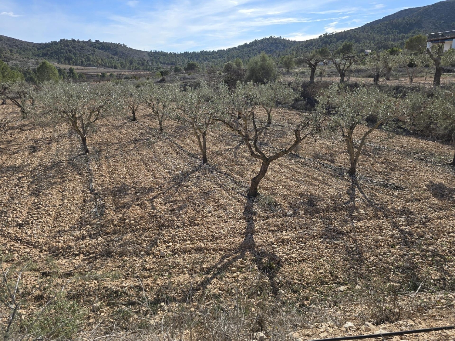  till salu tomt El Rebalso Vinalopó Mitjà 6