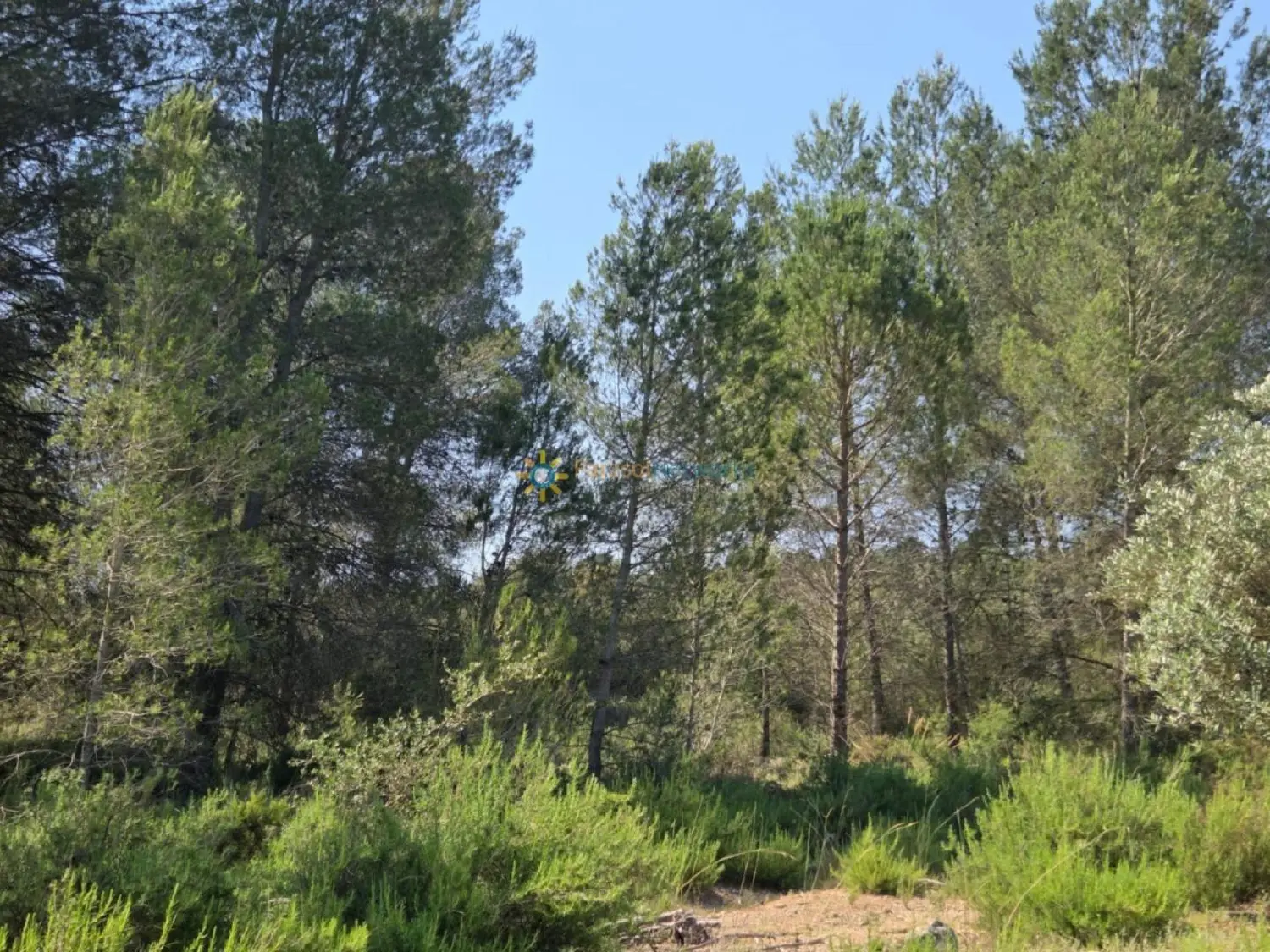  till salu tomt Benisuera Vall D'albaida 6