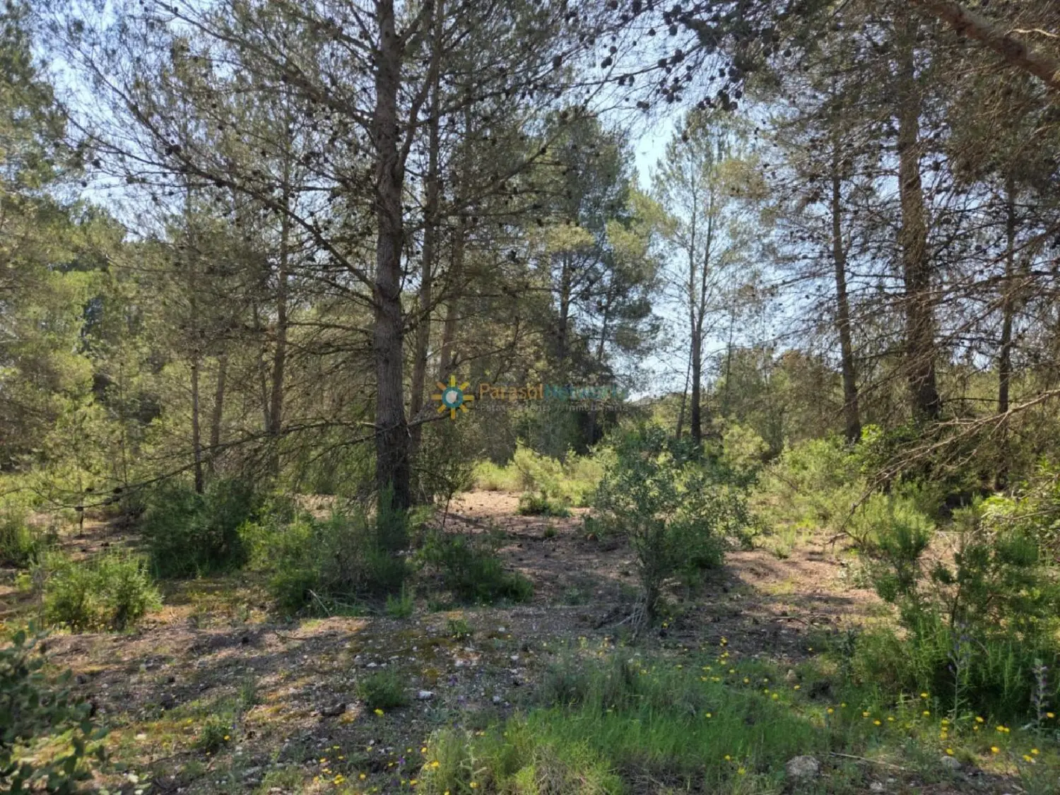 till salu tomt Benisuera Vall D'albaida 2