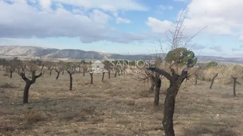 Pinoso Vinalopó Mitjà tomt foto 6191169