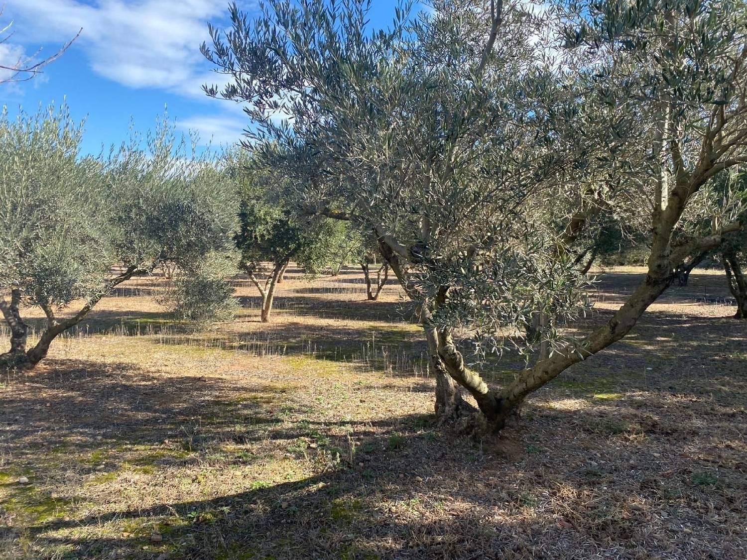 till salu tomt Cabanes Alt Empordà 7