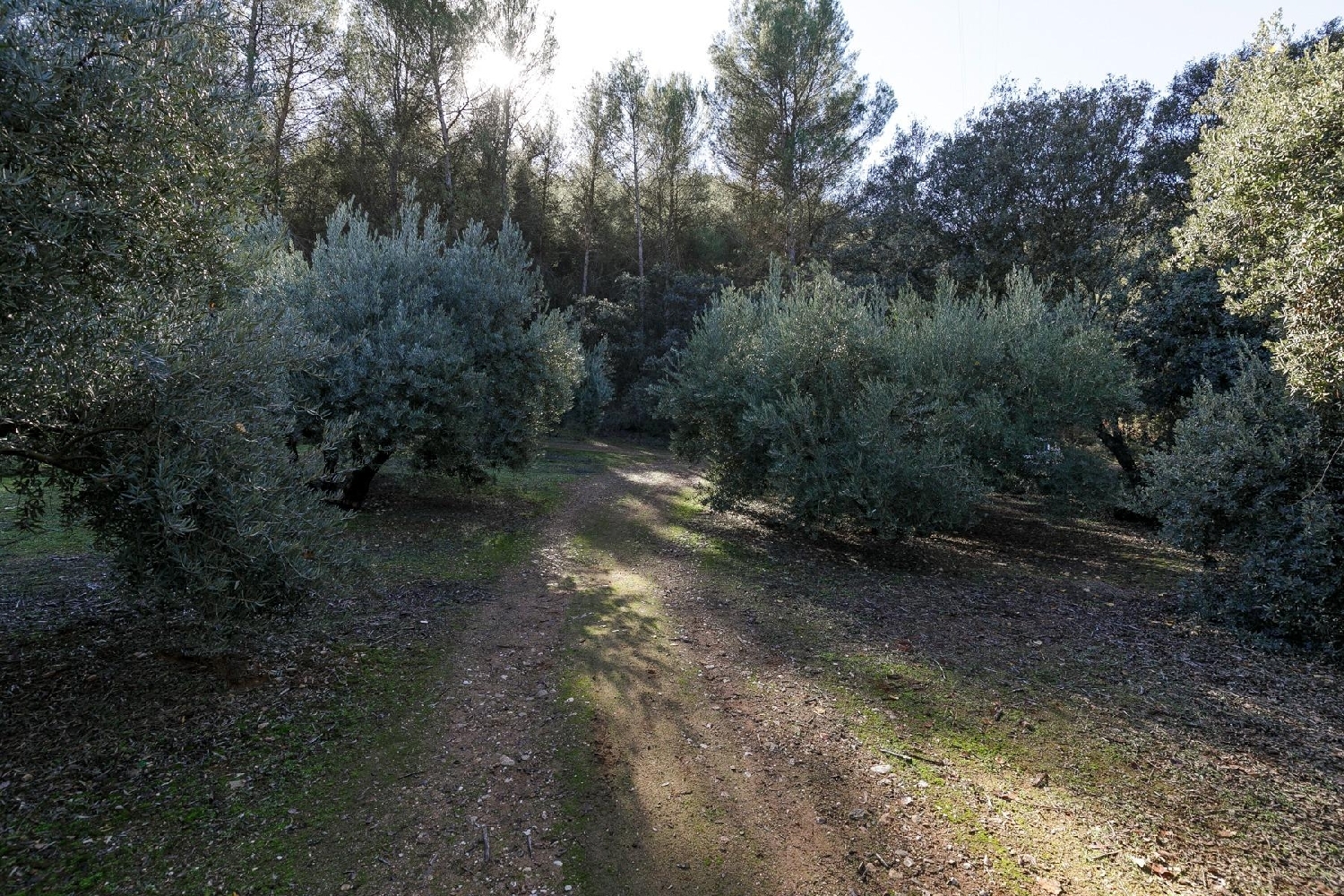 for sale plot Caparacena Vega De Granada 3