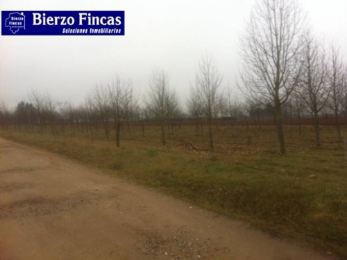 Camponaraya Bierzo (El) tomt foto 6223836