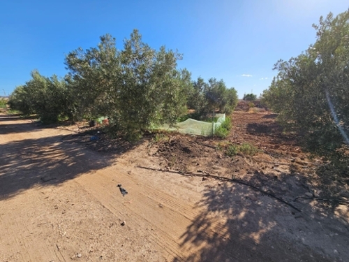 Cánovas Campo De Cartagena tomt foto 6256450