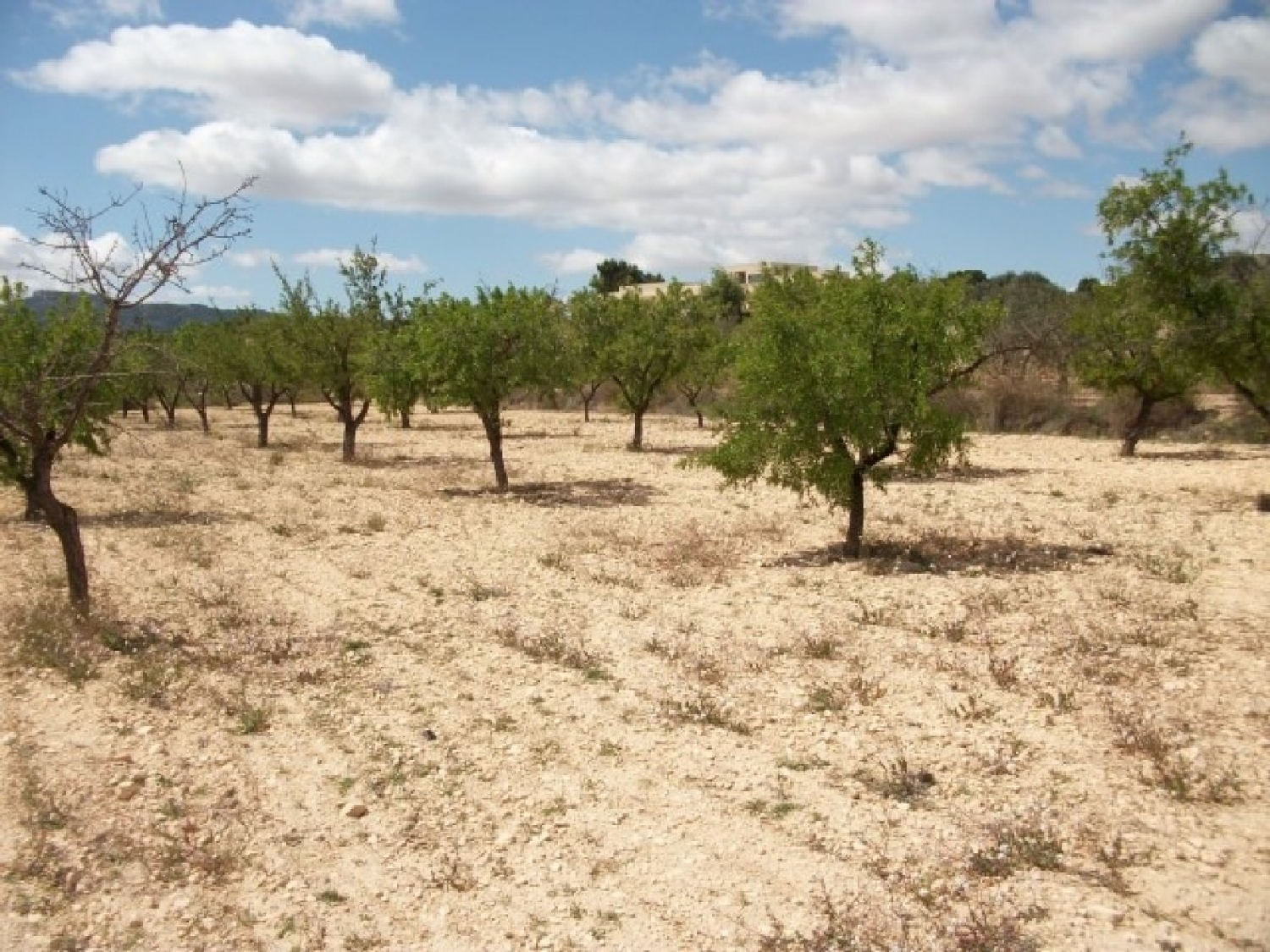  till salu tomt El Derramao Vinalopó Mitjà 1